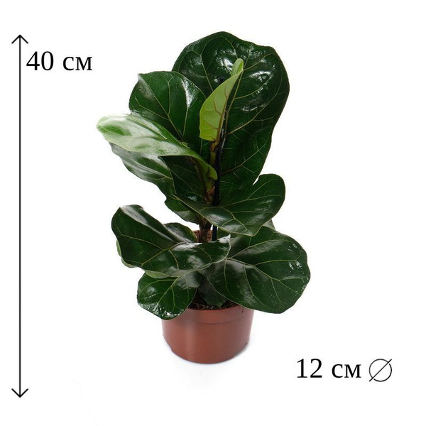 Фикус зеленый, 12 дм, 1 шт - купить по выгодной цене в интернет ...