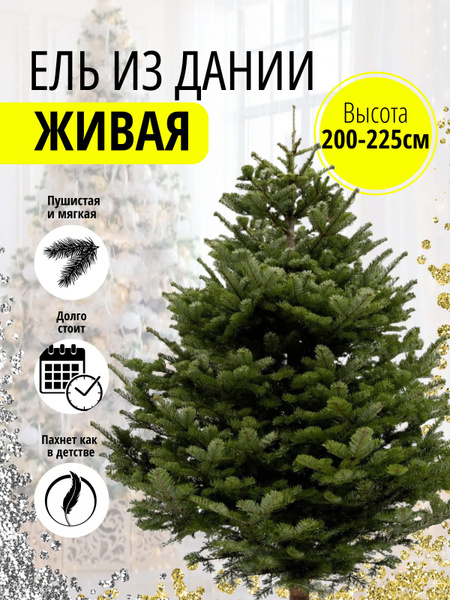 Елка живая, 200-225 см - купить с доставкой по выгодным ценам в ...