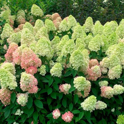 Гортензия метельчатая Бонфайр - купить с доставкой по выгодным ценам в ...