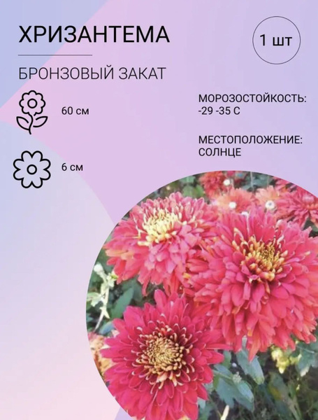 Луковицы Хризантемы многолетние, Хризантема комнатная купить по ...