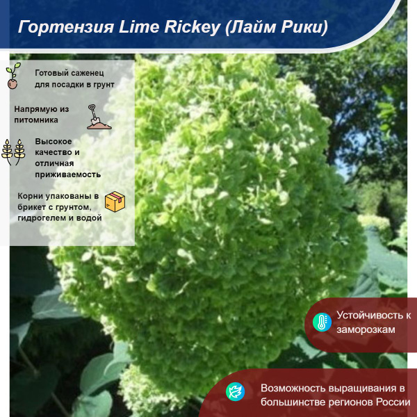 Гортензия Lime Rickey (Лайм Рики) (древовидная) купить на OZON по ...