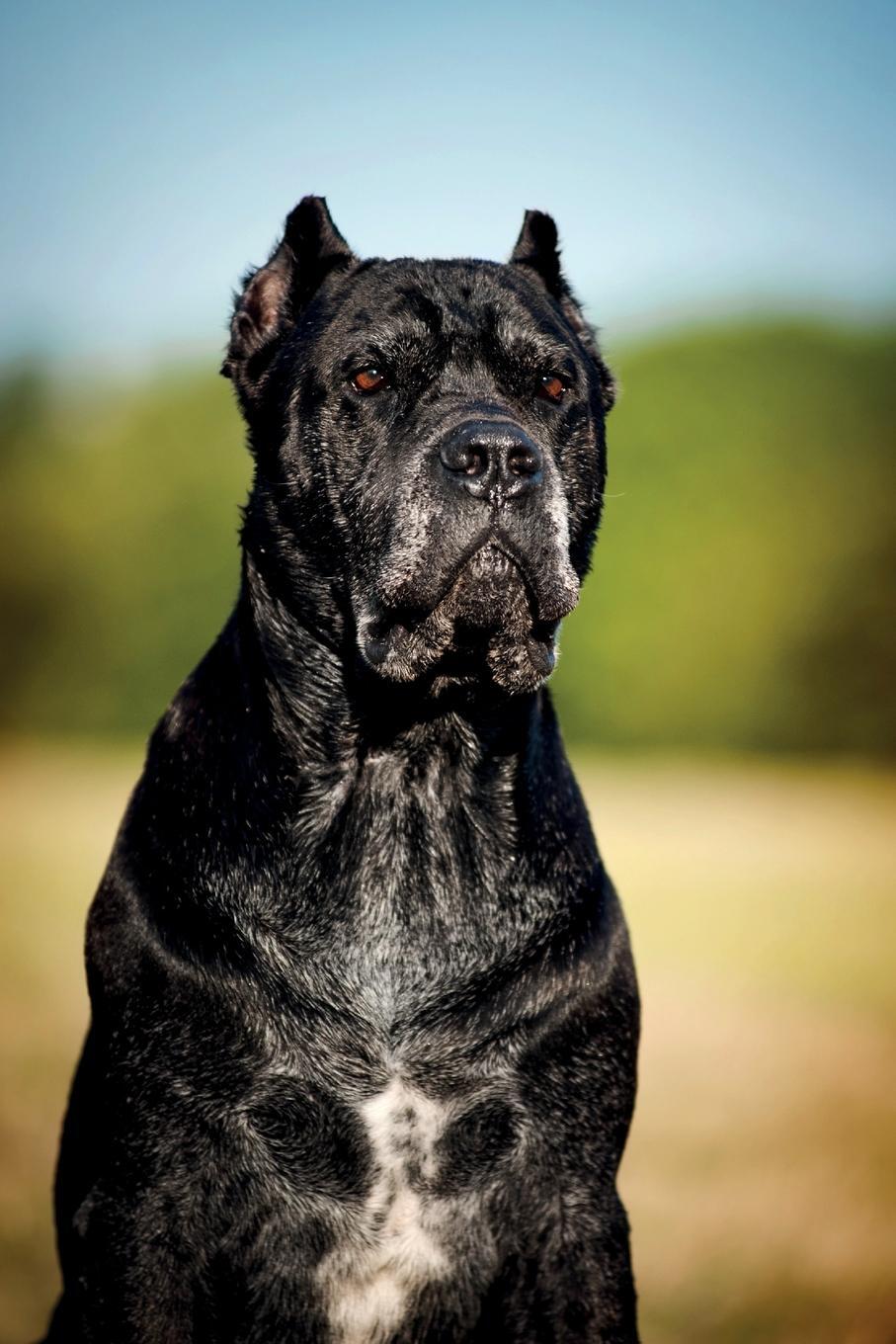 фото Cane Corso Notebook & Journal. Productivity Work Planner & Idea Notepad. Brainstorm Thoughts, Self Discovery, To Do List