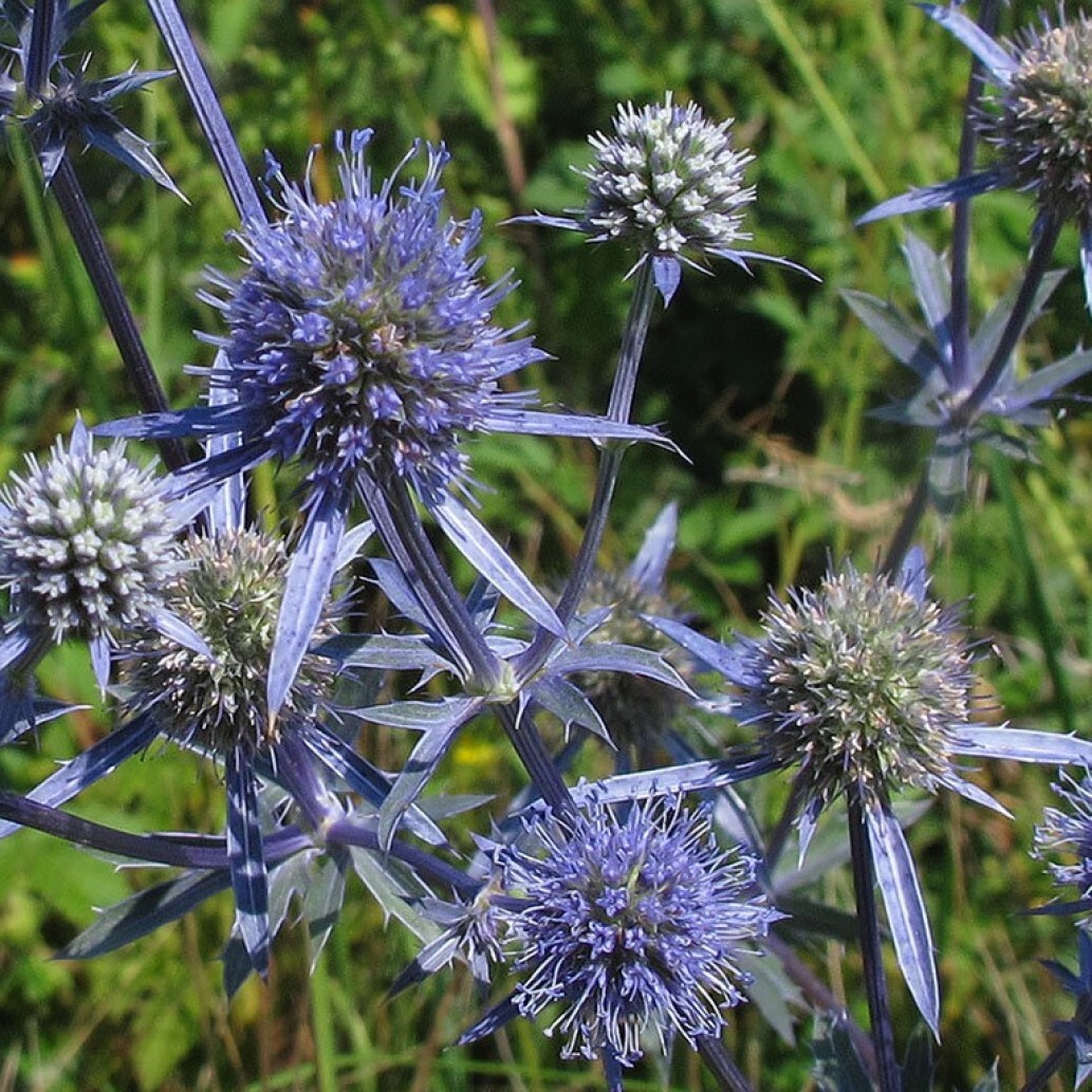 Синеголовник (Eryngium)