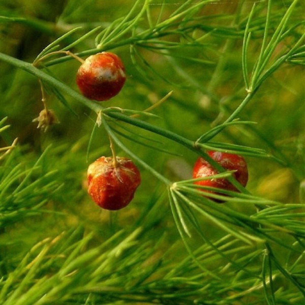 Спаржа (Asparagus officinalis).