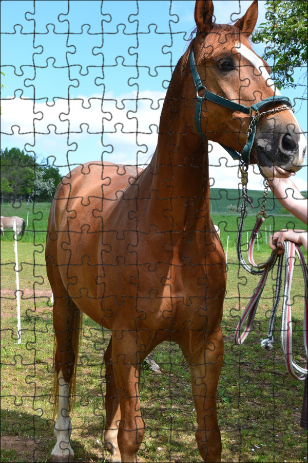 Western horse спб. Western horse конный клуб. Конный магазин best new horse. Конный спорт. Horse конный.