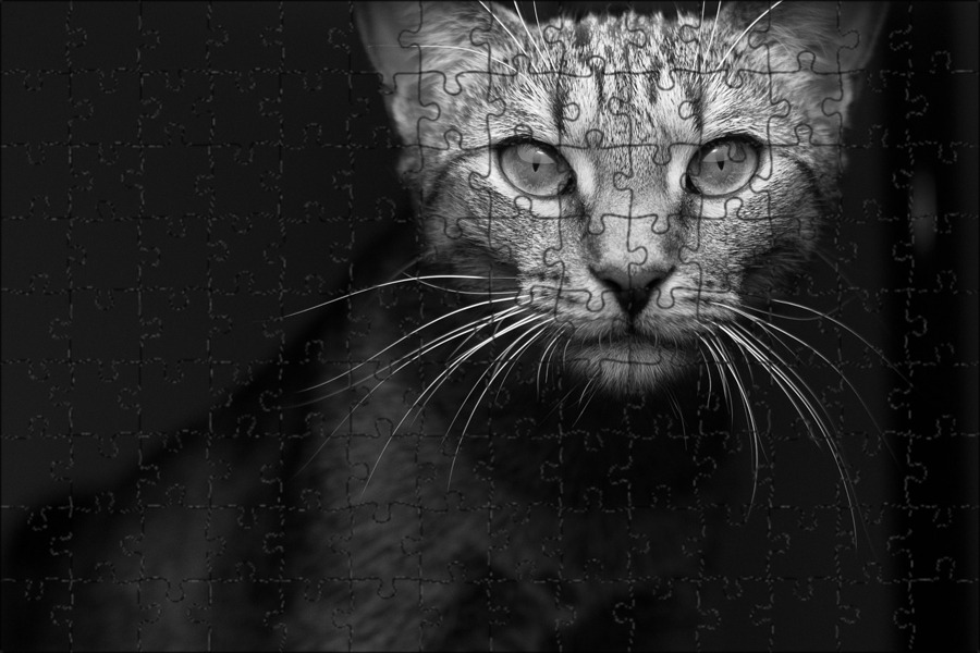 Морда черно белой кошки. Черно белая кошка. Морда кота черно белая. Кошка серая