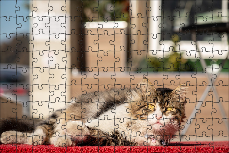 Urban cats