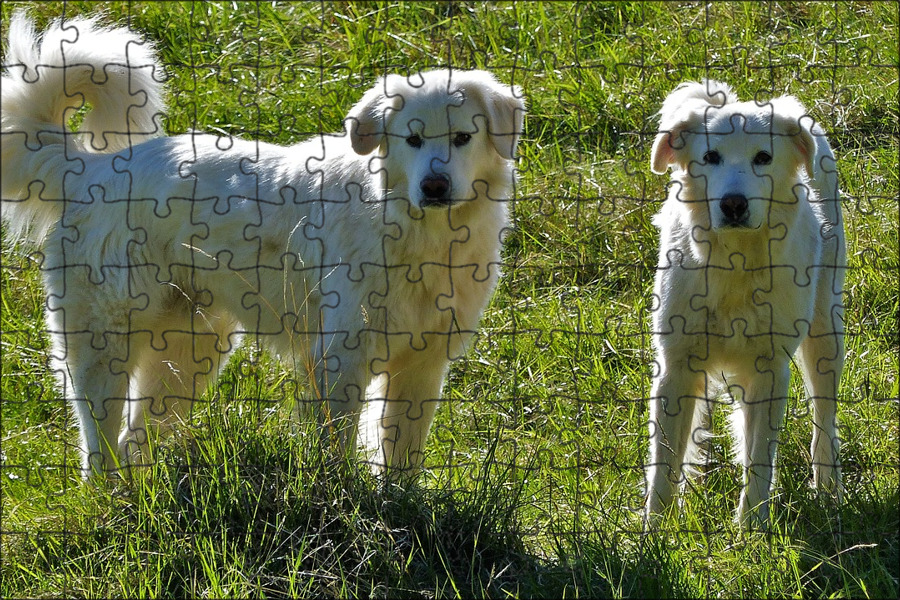 Пиренейская собака фото Магнитный пазл 27x18см."Животные, собаки, patou пиренеи" на холодильник - купить