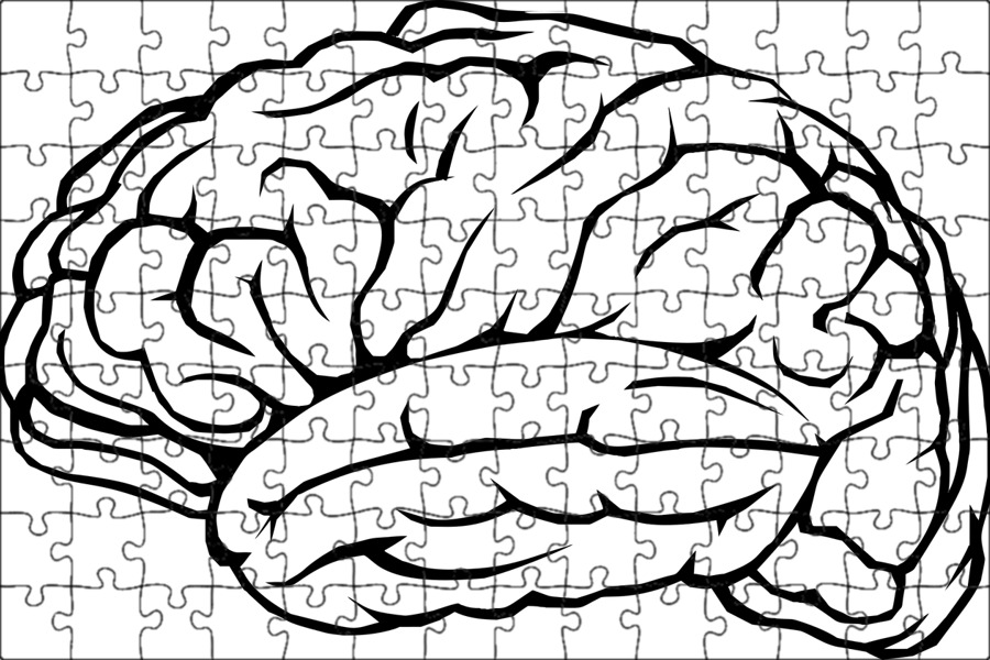 Размер мозга интеллект. Мозг пазл. Базальная поверхность головного мозга извилины. Схема пазл для мозга горы.