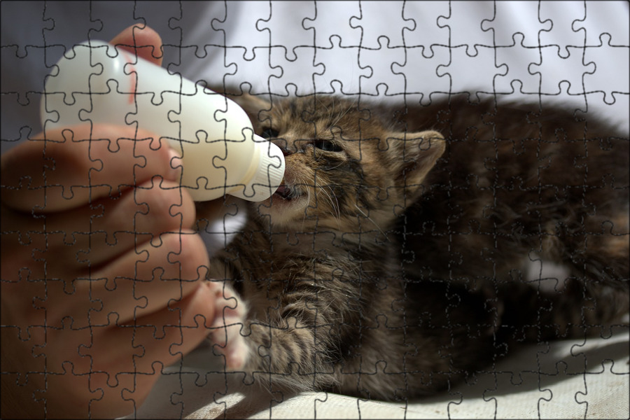 Сколько котята пьют молоко. Котенок пьет молоко. Соска для выкармливания животных. Соска для выкармливания котят. Котенок пьет из бутылочки.