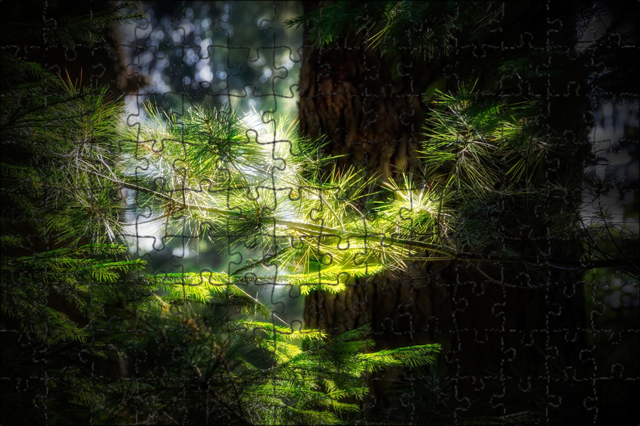 верхушки деревьев. новый свет сосна станкевича. крымская сосна станкевича. сосна станкевича (судакская). свет сосна.