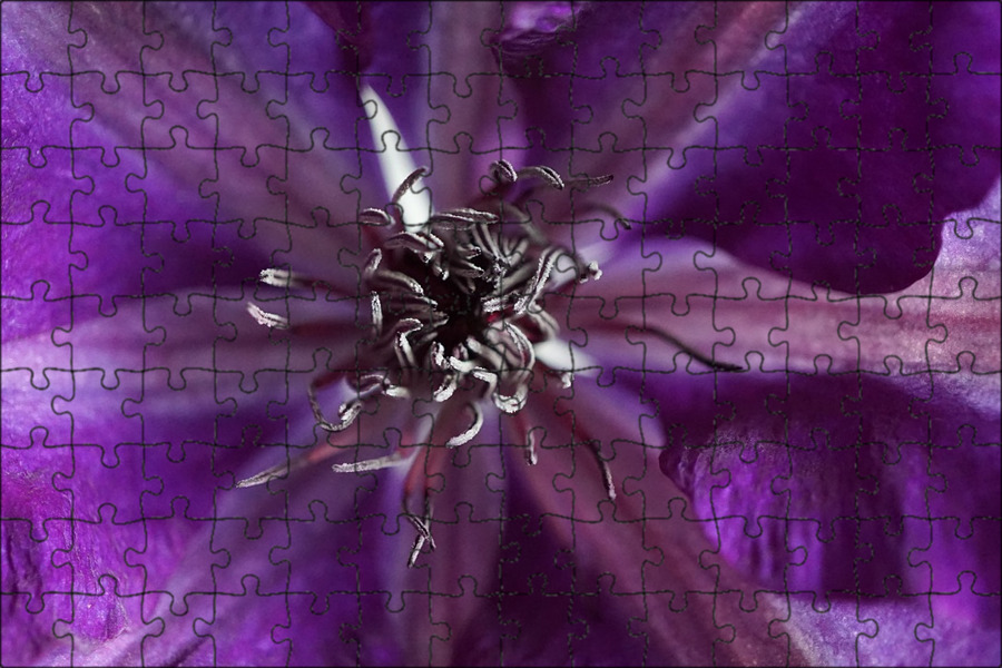 Роза пурпур фиолетовый. Пурпл лепестки. Георгины темно-сиреневые. Фиалка лиловый георгин. Вдохновение цветом лиловый.