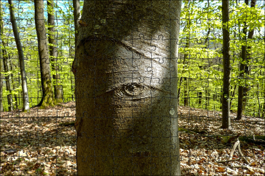 Братья леса. Бр дерево. Братья Forest. Дерево с братом. Помоги братьям на деревья.