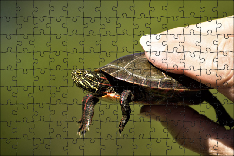 Пантеровая черепаха. Молодые черепахи. Молодые черепахи. Марки черепахи. Красноухая черепаха.