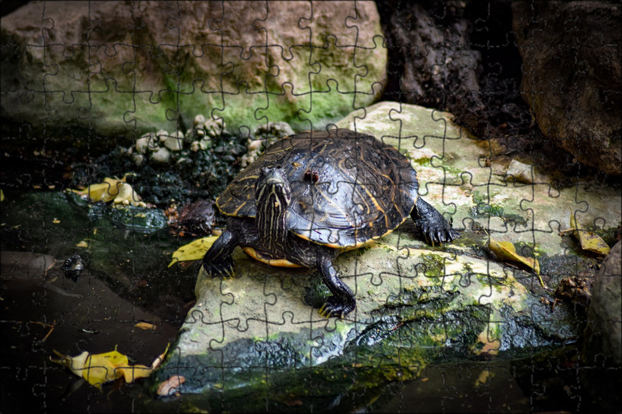 Черепахи без воды. Черепаха в воде. Картинка нефтяная вода и черепахи.