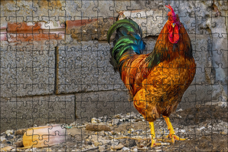 Дом петух. Курица на улице. gallo 22. как приготовить дома для петуха.