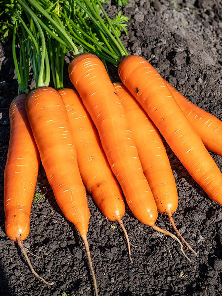 Морковь гибриды. Семена морковь Купар f1. Морковь сорт Каспий f. Семена моркови Каспий. Морковь Краса севера.