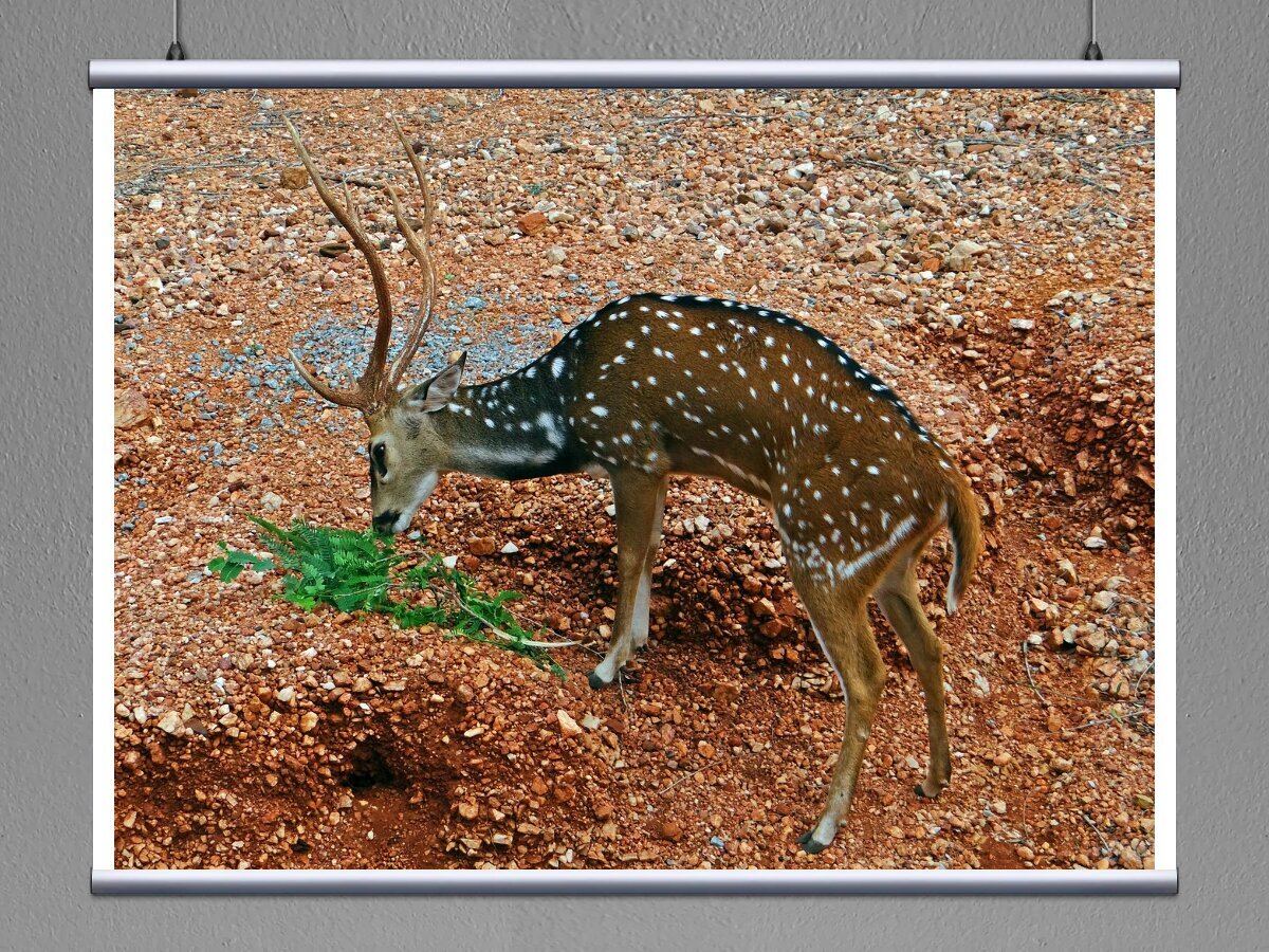 Африканская карликовая антилопа