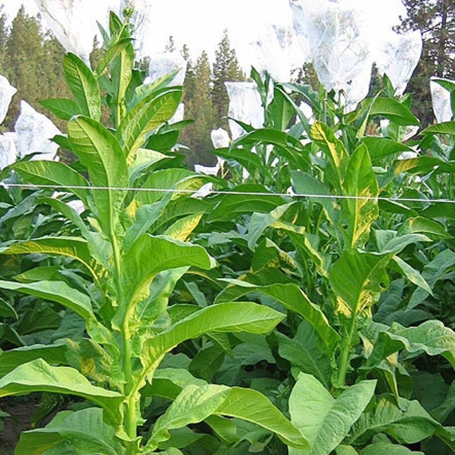 Табак Nicotiana tabacum