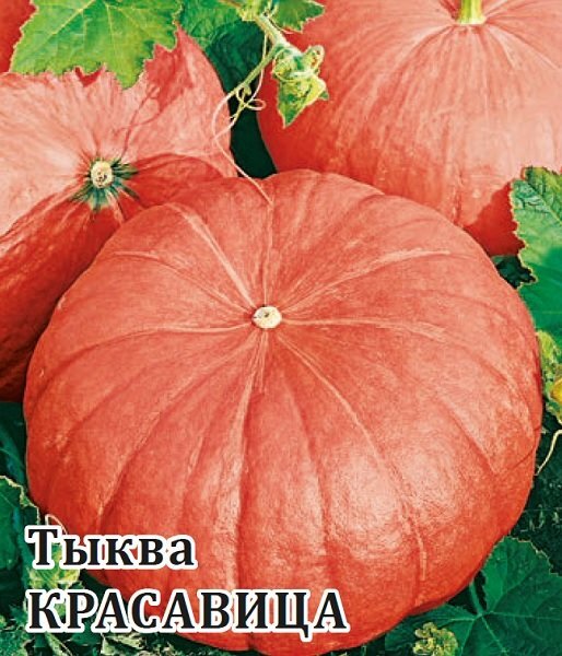 Тыква волжанка описание и фото