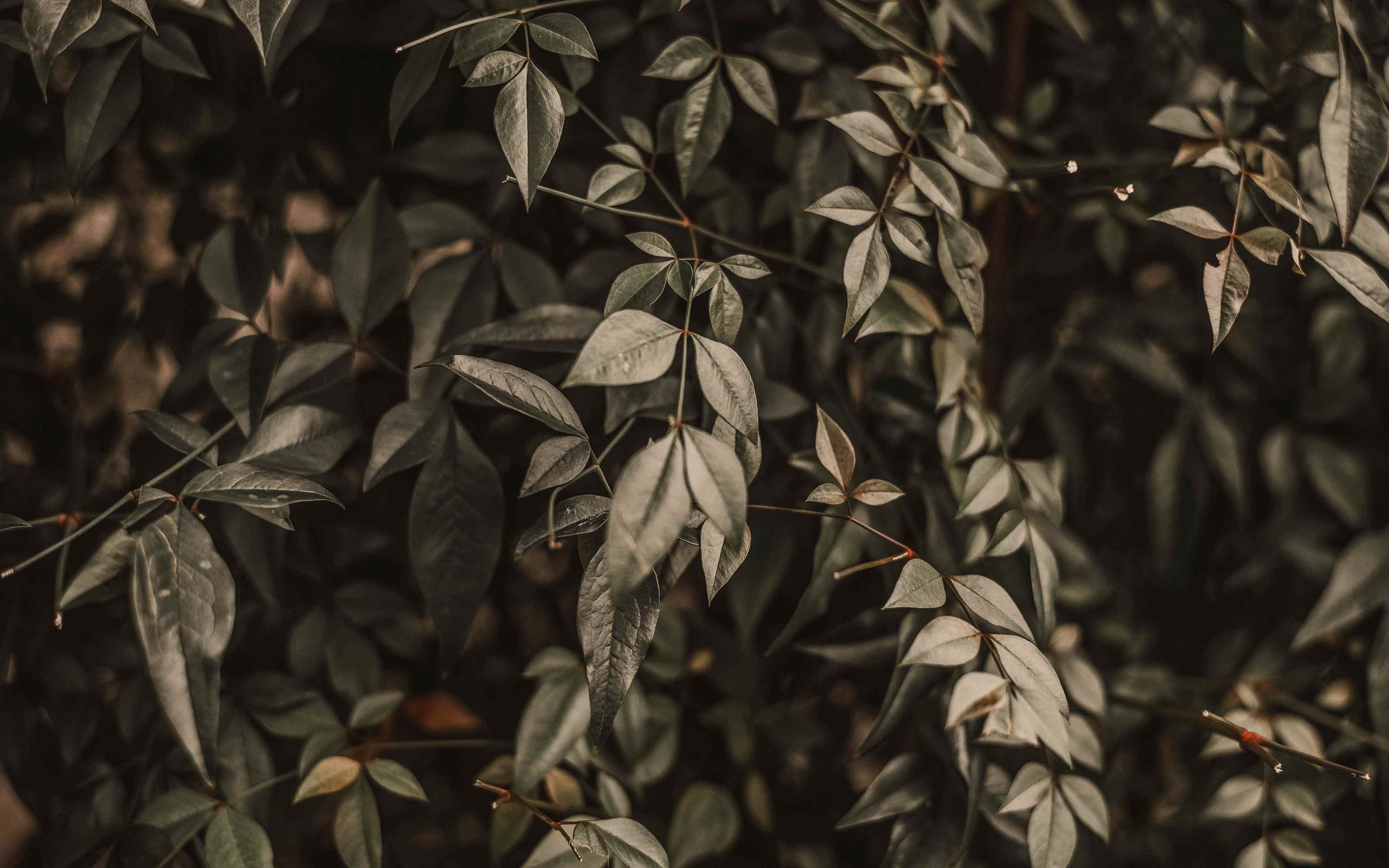 Лист куста лавсонии неколючей. Куст листьев. Bush leaves. Фон листва кусты. Зеленый лист.