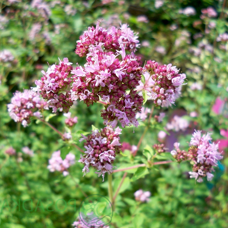 Трава душица. Душица обыкновенная (Origanum vulgare). Лесная мята душица. Душица Дьябло. Душица тимьян майоран.