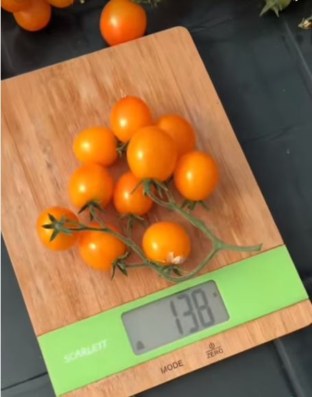 Томат сибирский черри. Томат мондиаль f1 семко. Томат золотце. Сорт томата монеточка. Помидоры сорт монеточка.