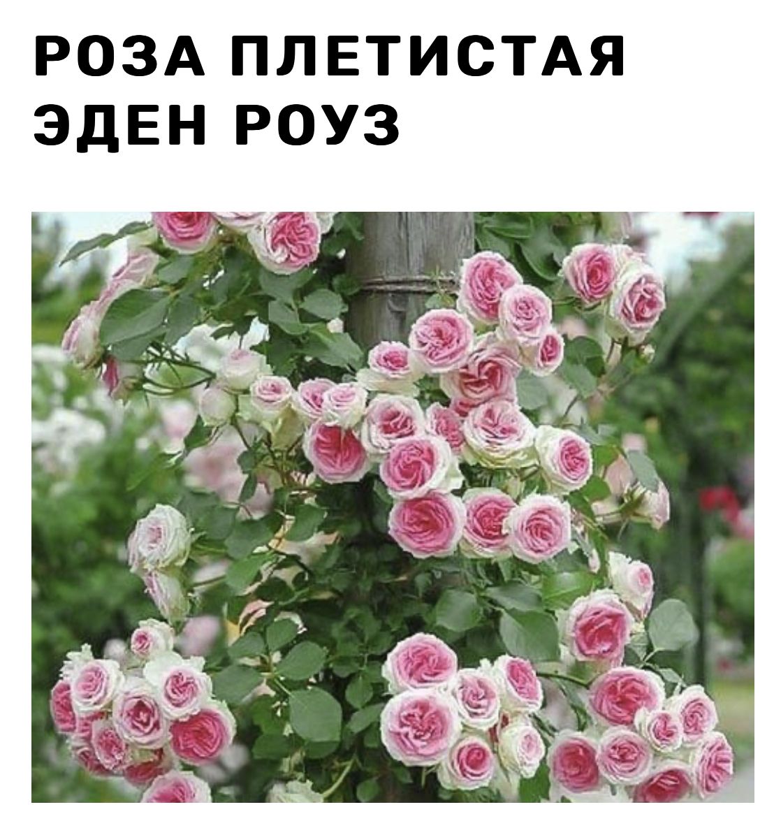 Саженцы Роз Плетистых Купить На Авито Новосибирск