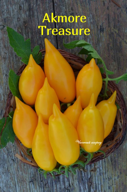 Томат сокровище акмора сибирский сад. Томат сокровище акмора сибирико. Томат лимон (сокровище. Томат сокровище акмора. Томат сокровище акмора сибирико.