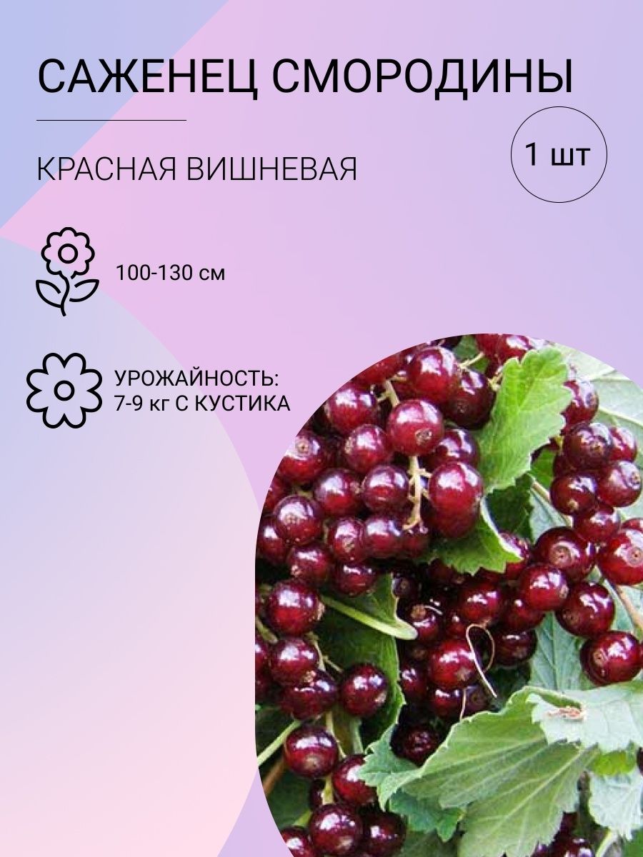 Смородина Красная Вишневая Купить