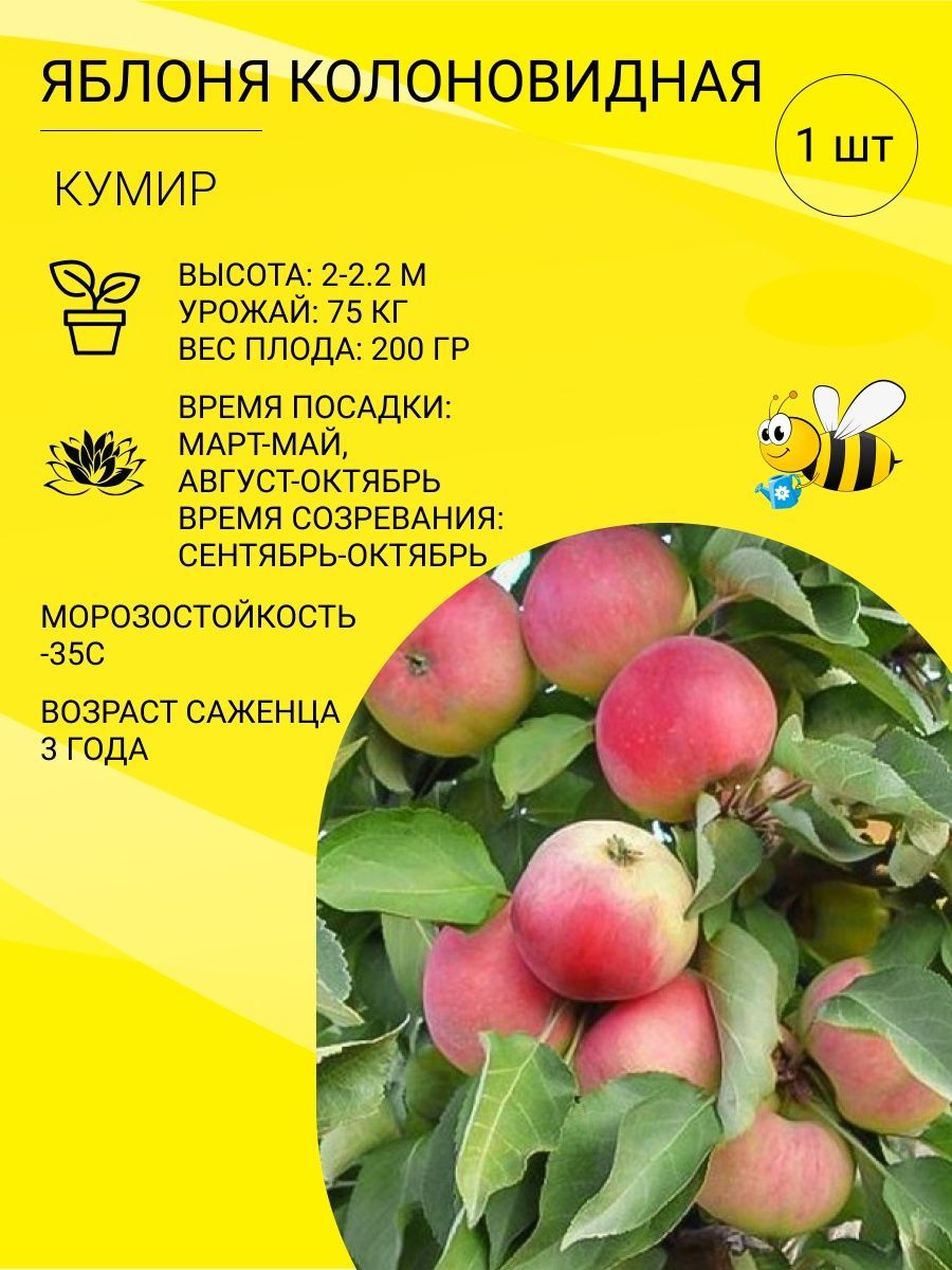 Яблоня Кумир Фото