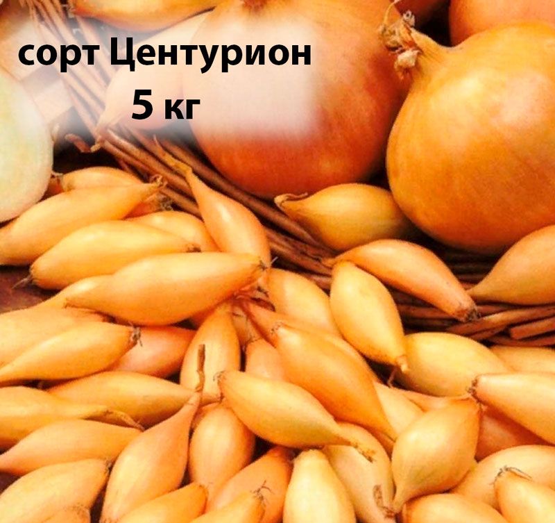 Лук севок геркулес описание сорта