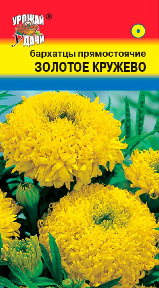 Бархатцы кружево. Бархатцы прямостоячие Фантастик. Тагетес бархатцы фантастика. Бархатцы прямостоячие фантастика оранжевая. Бархатцы прямостоячие махровые смесь.