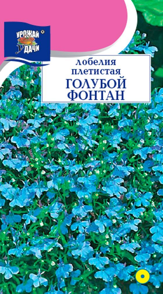 Лобелия плетистая фонтан. Лобелия плетистая голубой фонтан. Лобелия плетистая голубая. Лабелияплетистая голубая. Лобелия голубой фантан.