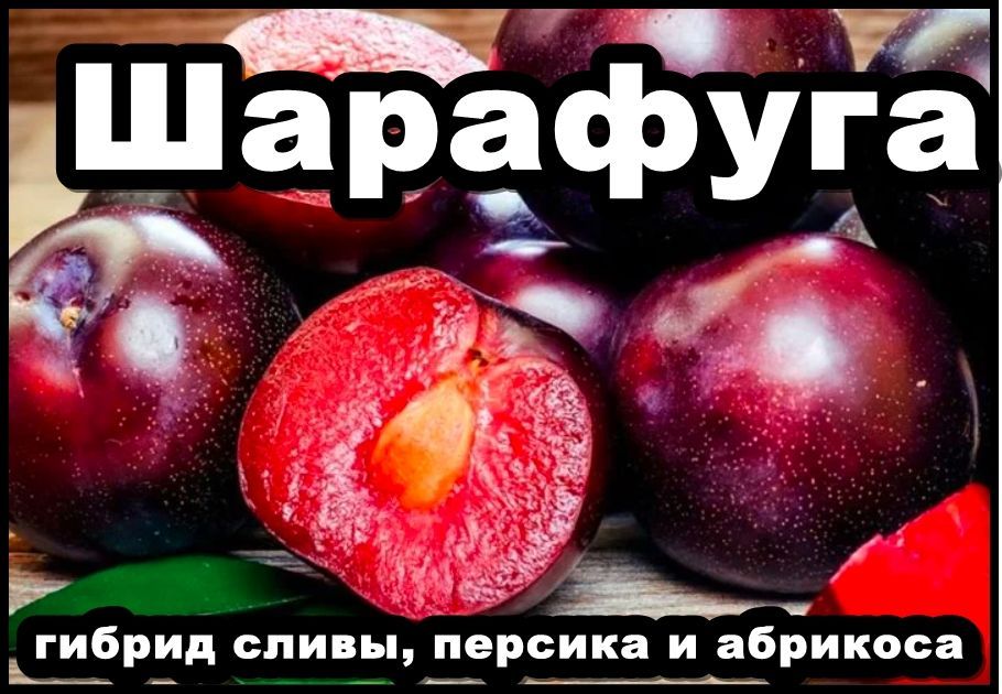 Шарафуга Купить Саженцы В Челябинске