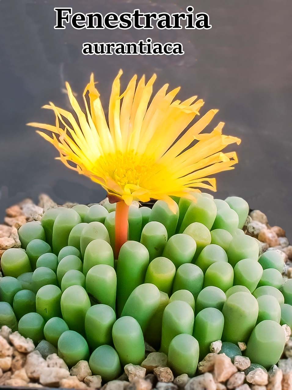 Суккулент Fenestraria aurantiaca набор для выращивания (семена, грунт, горшочек, инструкция по посеву).