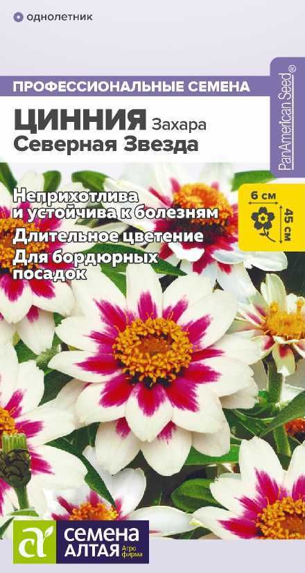 Циния захара северная звезда фото