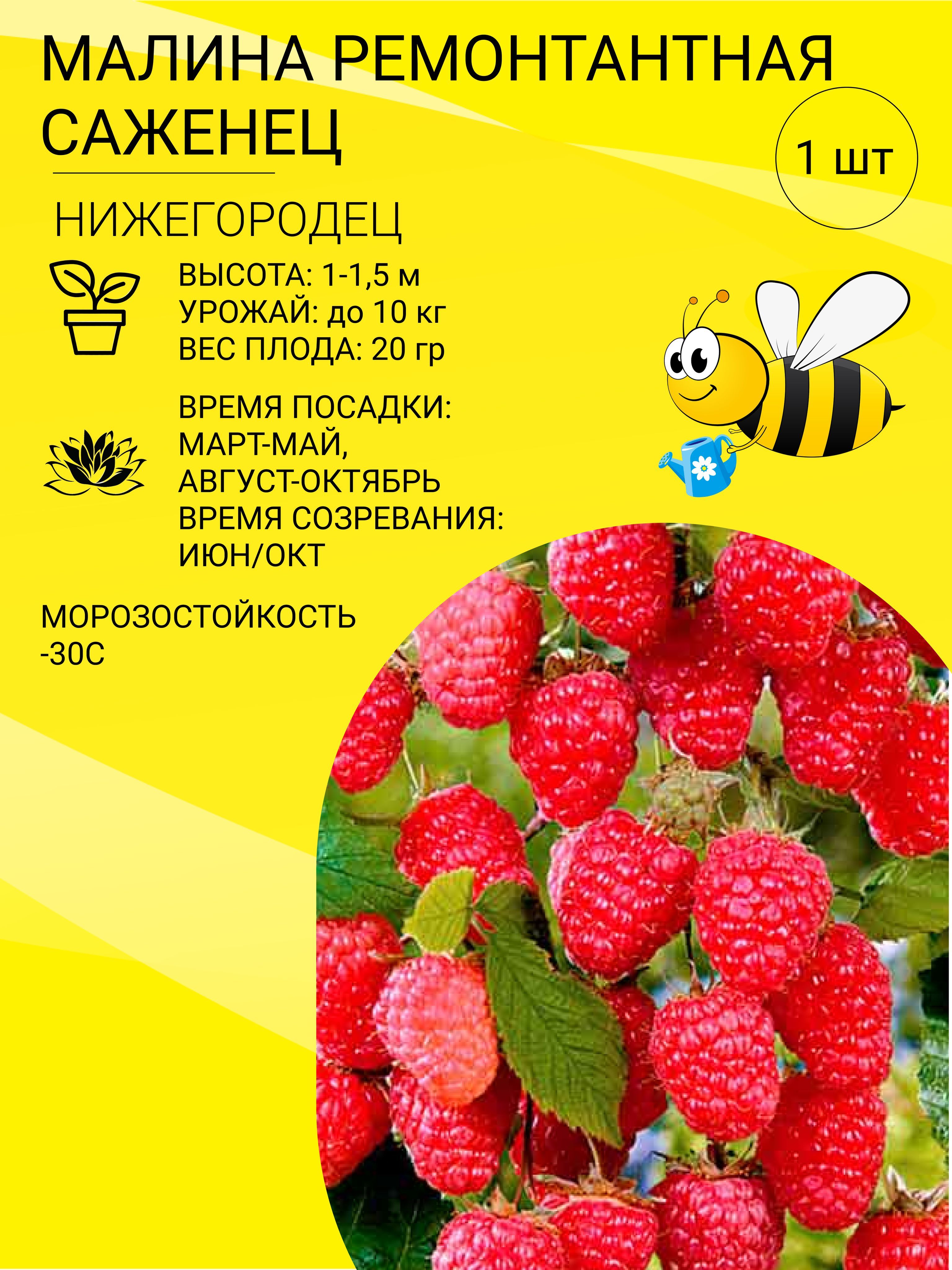 Малина нижегородец отзывы. Малина Нижегородец. Малина Нижегородец описание. Малиновые высоты.