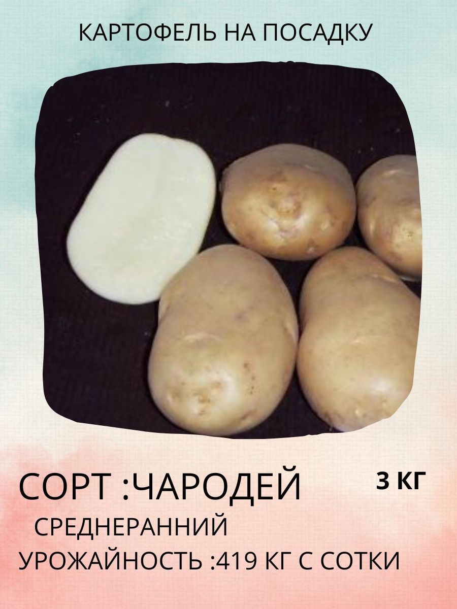 Картофель Чародей Купить Семена