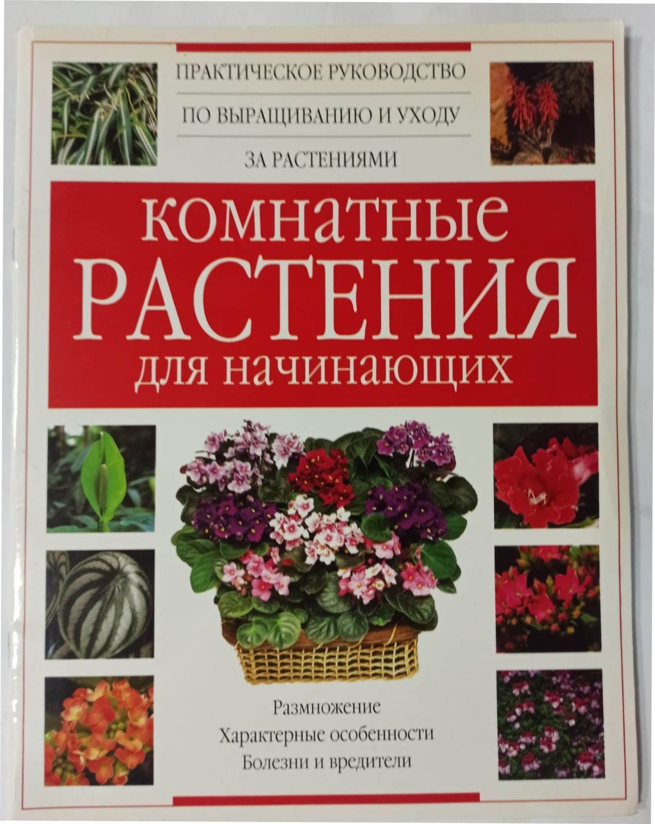 Комнатные растения для начинающих - купить с доставкой по выгодным ценам в  интернет-магазине OZON (1058188175)