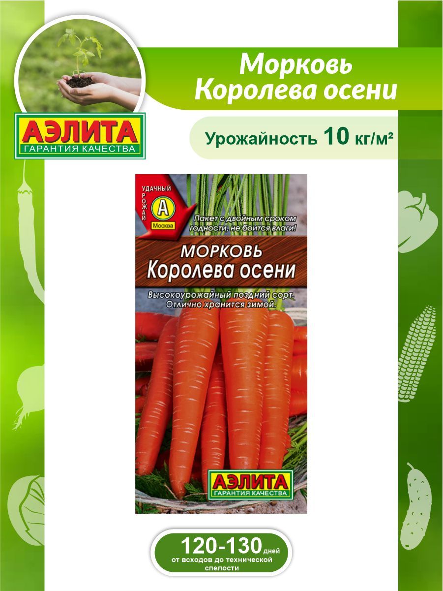 Королева Осени Морковь Фото Отзывы Описание