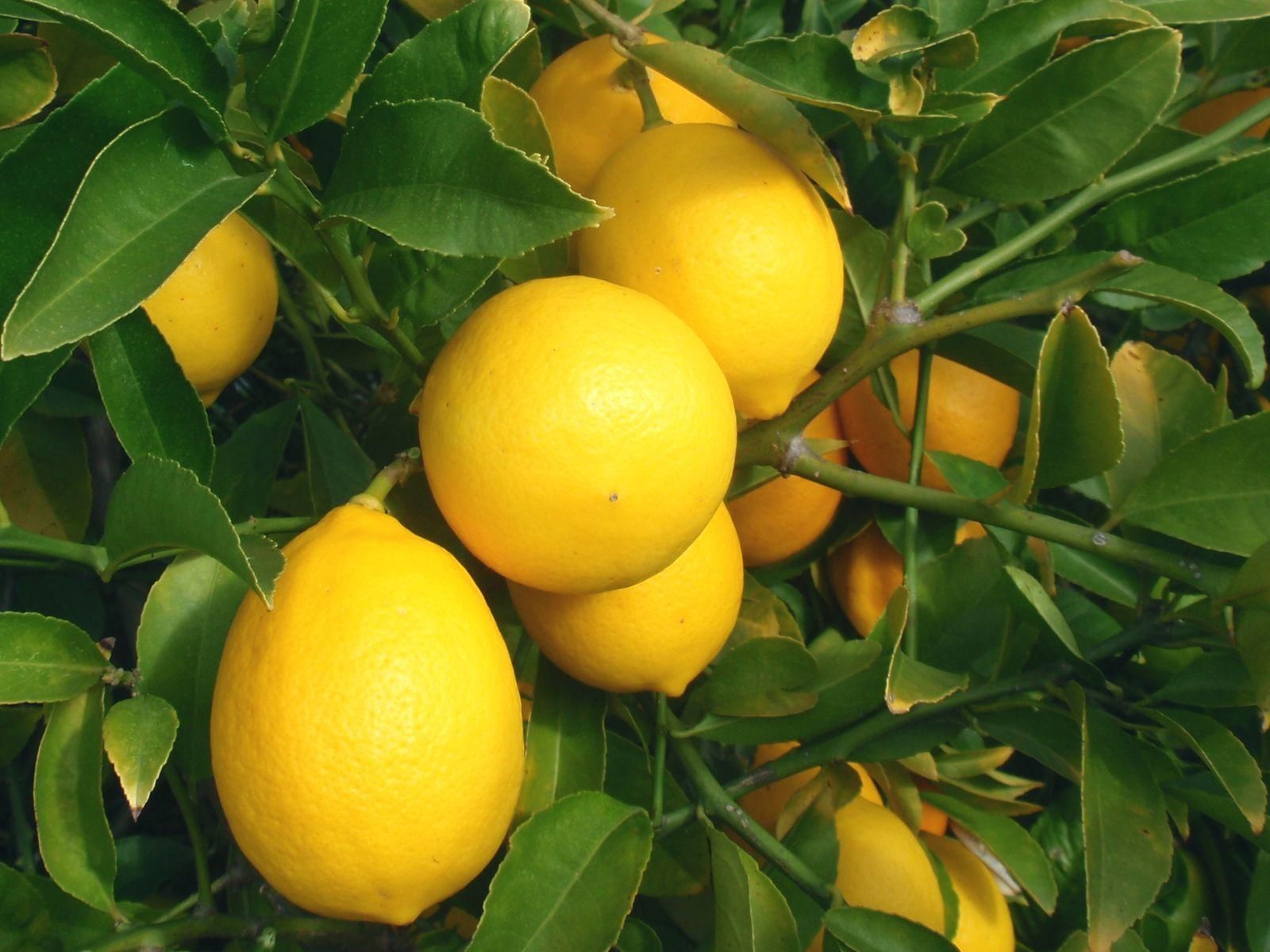 Гибрид лимона как называется. Лимон сорт Мейер. Лимон сорт Новогрузинский. Лимонное дерево Мейера. Сорт Новогрузинский лимонное дерево.