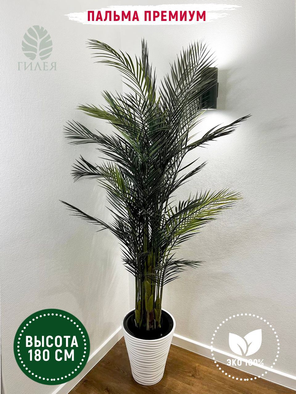 Palms premium. Тростниковая Пальма Арека. Финик Канарский. Phoenix canariensis/финик 40см. Финик Канарский Phoenix canariensis 18л (и).