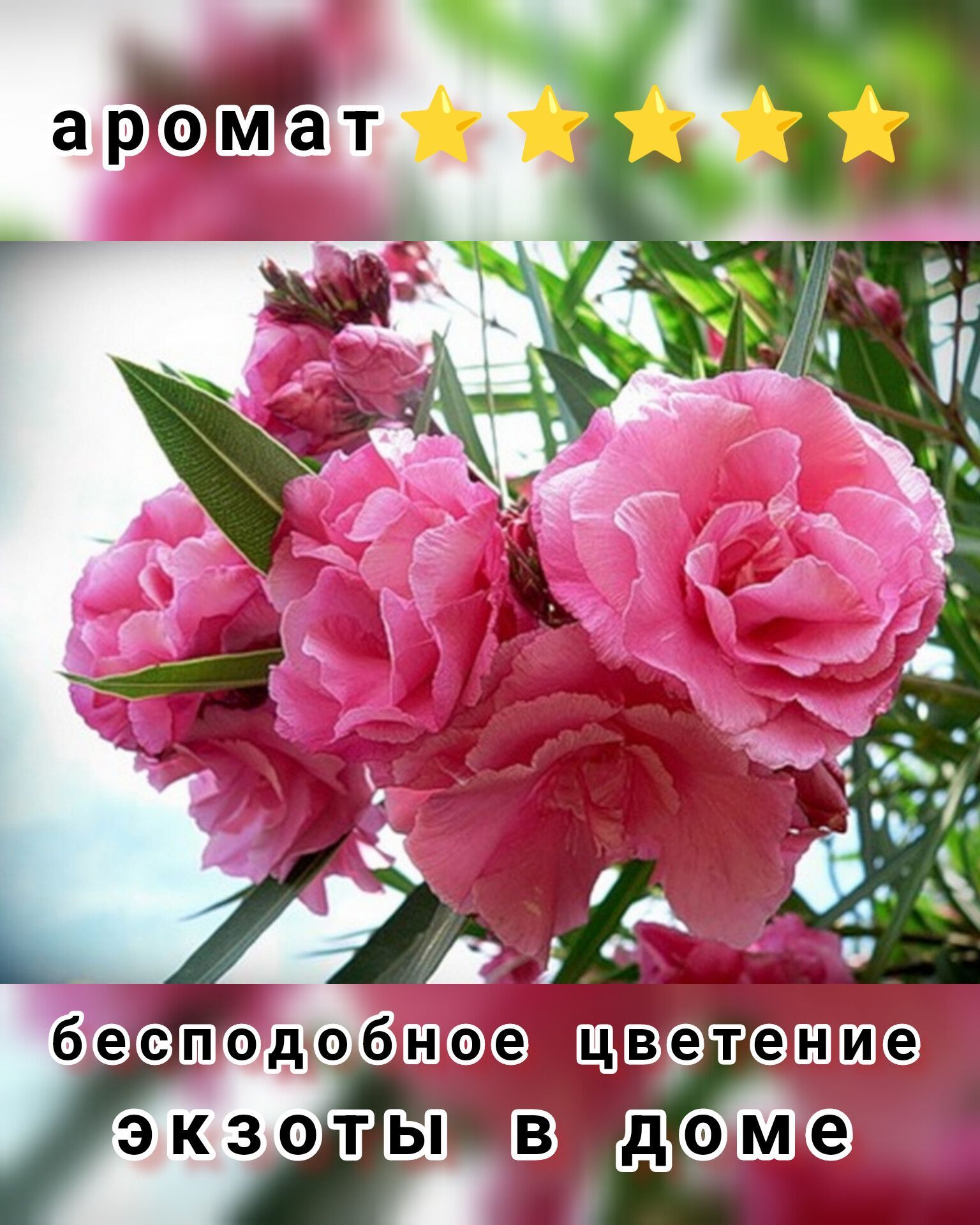 олеандр цветок фото комнатный розовый