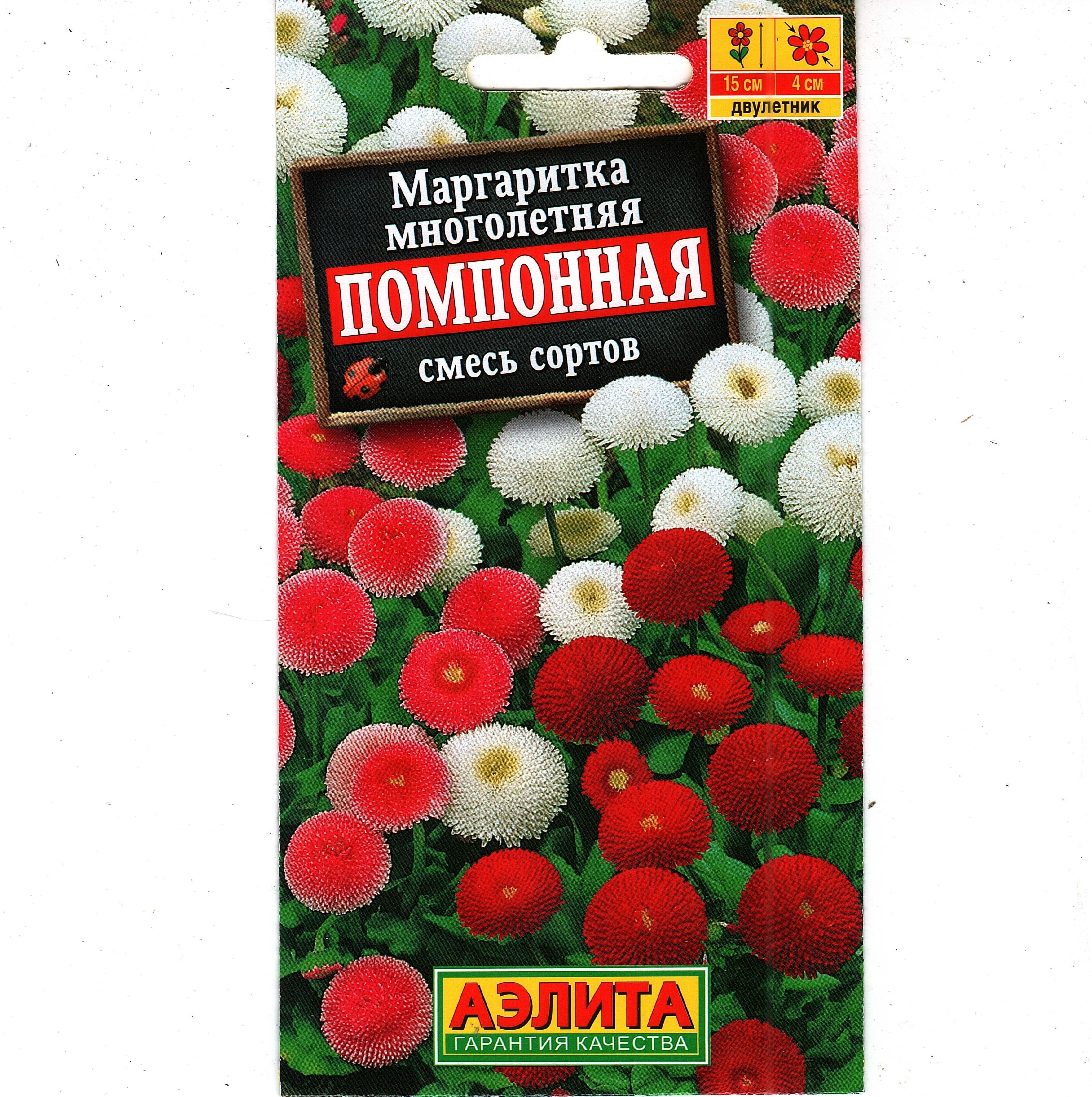 Маргаритки Семена Купить