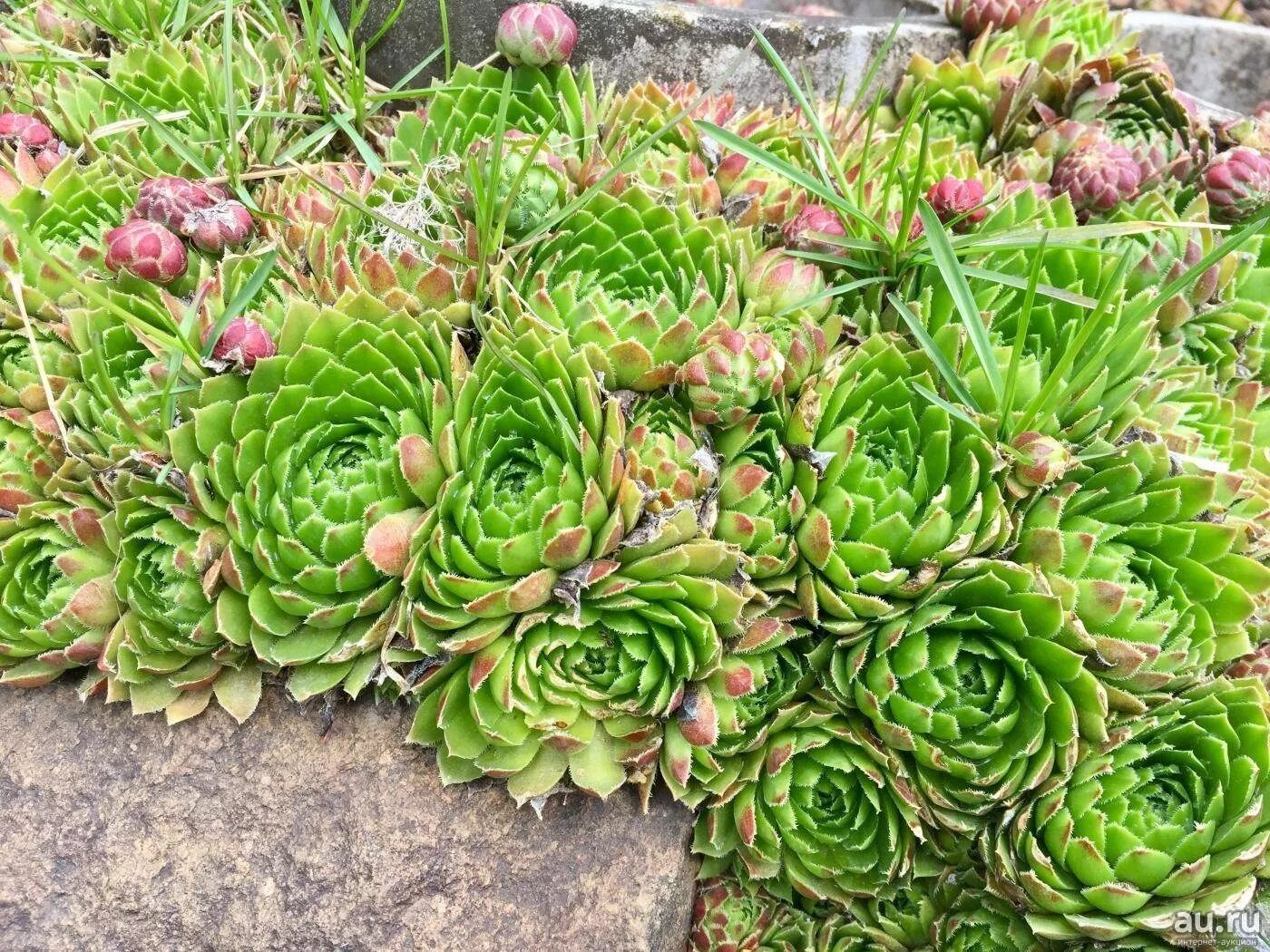 Молодило, «каменная роза» (Sempervivum)