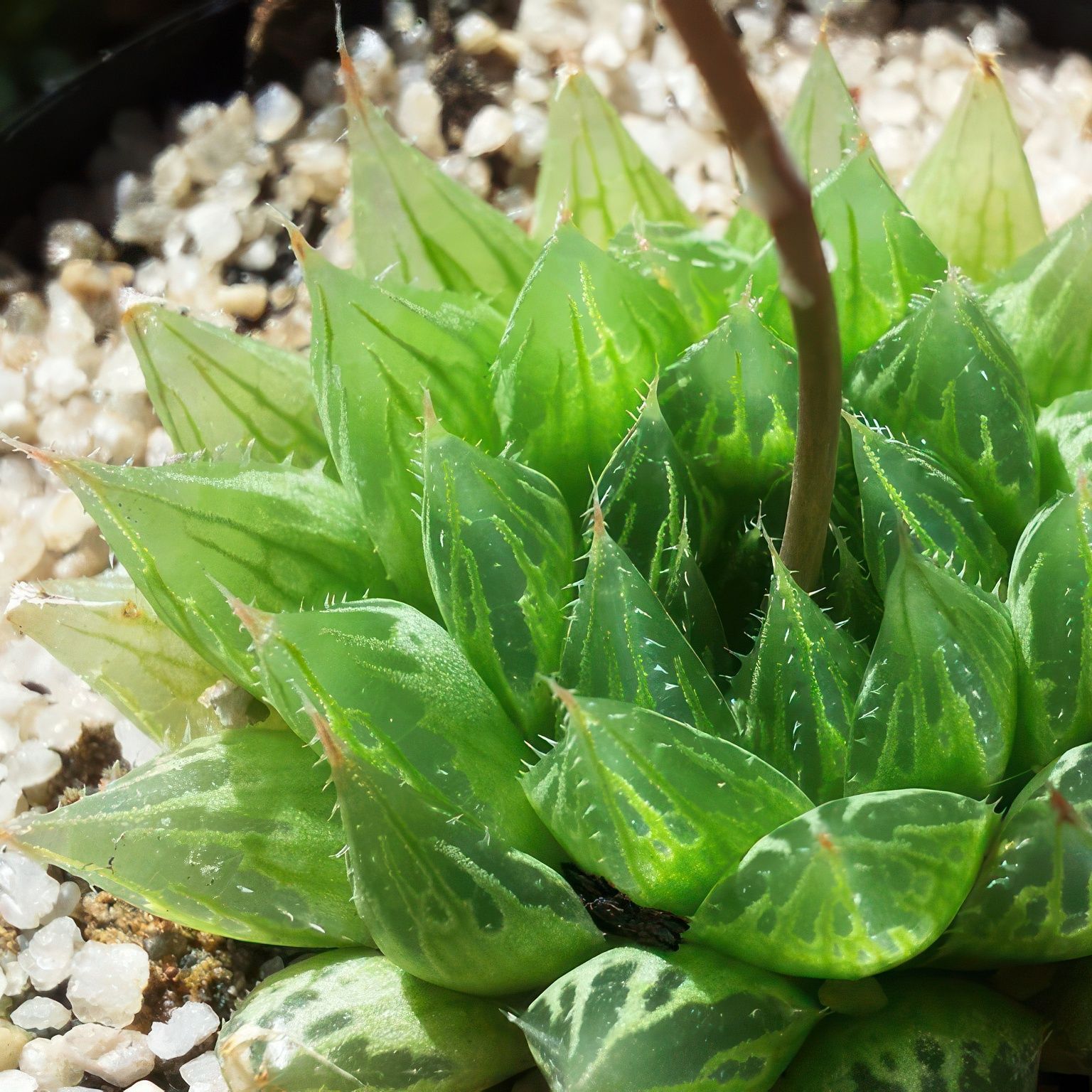 Черенок Хавортия Купера (Haworthia cooperi)