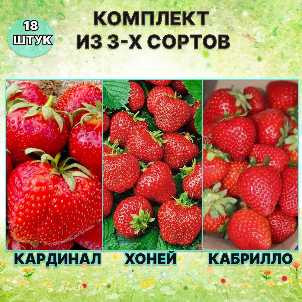 Купить Рассаду Клубники В Орле