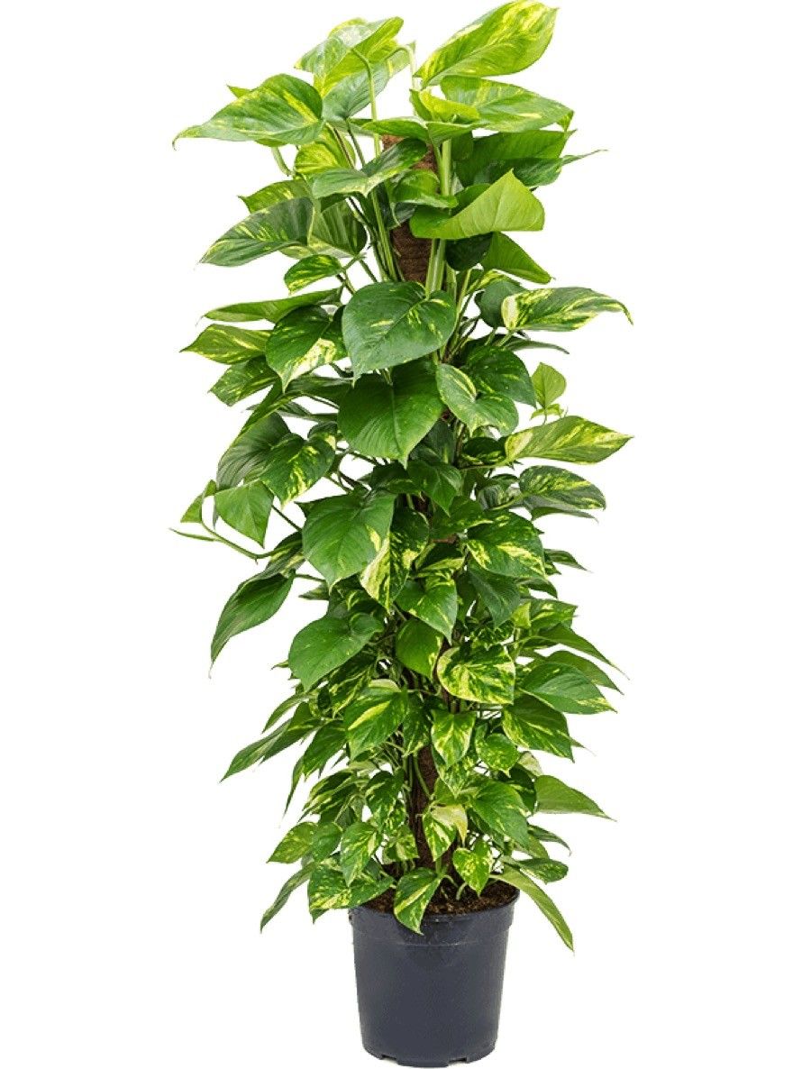 Эпипремнум золотистый Epipremnum Aureum