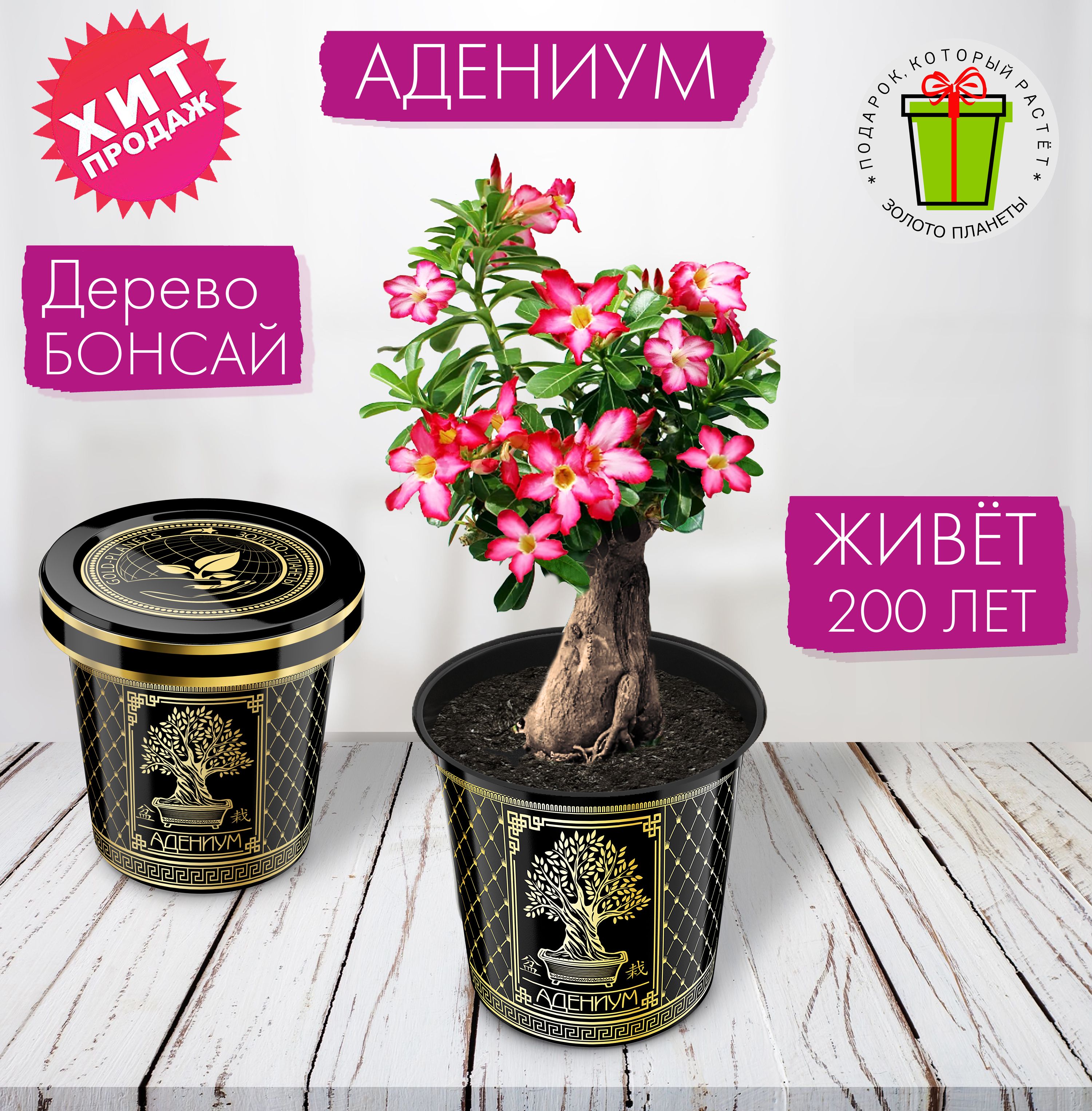 Адениум (Adenium) 15 см